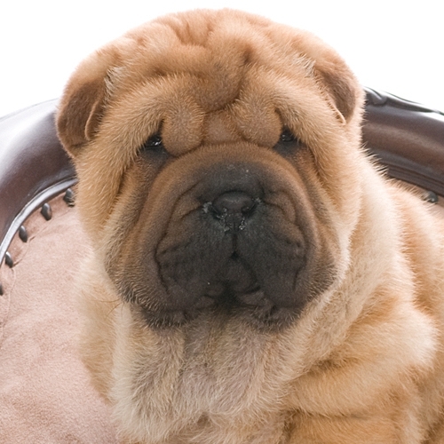 tucknrollacres's profile picture. Shar-Pei owner and breeder,   Sheila Marquart.  Tuck 'N Roll Acres  - 30 years (since 1979). http://t.co/mWcdcsmiwJ