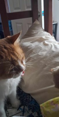 MakiTheUdon's profile picture. Cat