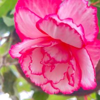 みかが (@nkaga_) Twitter profile photo