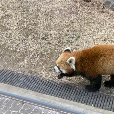 好きなもの 飲酒、マラソン、ロッククライミング 、広島カープ、ライムスター、グループ魂、アフター6 ジャンクション2、映画、サウナ、動物園