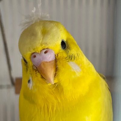 fxSSWcYFdr79977's profile picture. 工学部情報工学科1年 埼玉大学オタマトーンサークル会長(武道館ライブ目標)/埼大アプリ/ピアノ/院試/IT/お金の知識/インドネシア語/英会話/色々変なことします