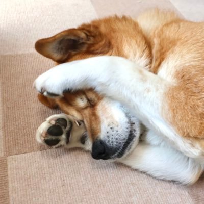ノザワさんのプロフィール画像