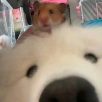 melonnnee (@melonnnee1) 's Twitter Profile
