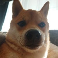 や (@ninosanjo) Twitter profile photo