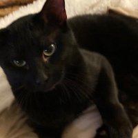 Banny45 (@benwester7) 's Twitter Profile