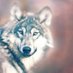 Wolf Pack (@wolf_pack_20) Twitter profile photo Wolf Pack (@wolf_pack_20) Twitter profile photo