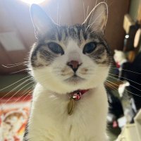 めぽ (@mepo_0603) 's Twitter Profile