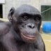 Yes Im Jaying Sexy Apes Feet Coming (@dixiekongsfeet) Twitter profile photo Yes Im Jaying Sexy Apes Feet Coming (@dixiekongsfeet) Twitter profile photo