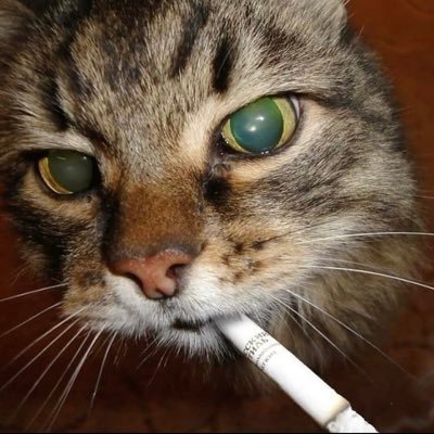 Spktah's profile picture. 