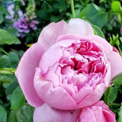 cocomorning's profile picture. だにぃと♡薔薇と♡🌿