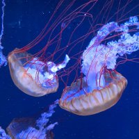 かろ (@karo9917) 's Twitter Profile Photo