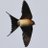 Birding Catalunya