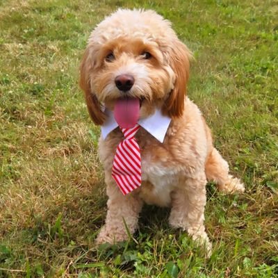 TeamMilo4420's profile picture. 