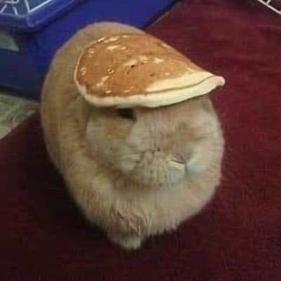 He/Him 21. Not single tbh. I wear beanies for a living! Professional eghah enjoyer. Really only talk about metal, halo and afl tbh! @rileyttfgx2tbh