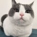 大锤是只猫((互关100% 诚信互关 ) (@zhngdng320728) Twitter profile photo 大锤是只猫((互关100% 诚信互关 ) (@zhngdng320728) Twitter profile photo