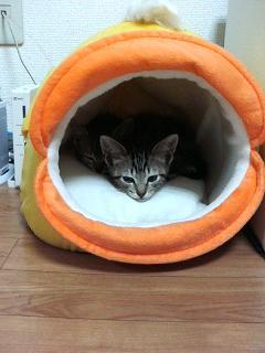 みんなちがってどうでもいい