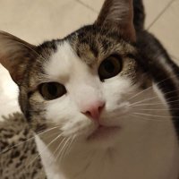 CryptoALT (@cryptoalt8) 's Twitter Profile