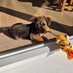 George, baby furbro to Sid ๐ OTRB (@bthooligan) Twitter profile photo George, baby furbro to Sid ๐ OTRB (@bthooligan) Twitter profile photo
