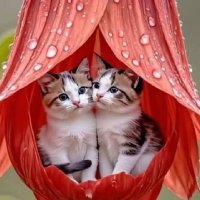 ısparta 32 ısparta (@hasan59293875) 's Twitter Profile