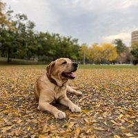 Chris McAnulty (@cmm86) 's Twitter Profile