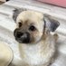 チワプーるな🐶 (@chiwapurunati) Twitter profile photo チワプーるな🐶 (@chiwapurunati) Twitter profile photo