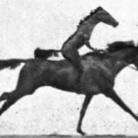 HennusGamba (@hennusgamba) 's Twitter Profile