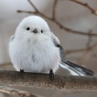 ななこ (@hasukitoneko) 's Twitter Profile