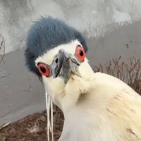 夏梦幻夜C (@kamiya_so) 's Twitter Profile Photo