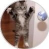 ハンドメイド販売歴10年目に入り、もっと多くの猫ちゃんワンちゃん達に着けて頂けたらと、こちらからも御紹介致します♪無言フォロー失礼致しますm(_ _)m
オリジナルデザインを丁寧にお作りしております。
#ハンドメイド #リボン #猫 #犬
#首輪 #シュシュ #はむくんのお店 #メルカリ #ラクマ