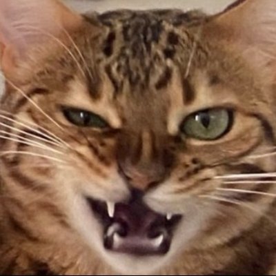 birdslayercat's profile picture. MAGA deplorable whos named after his moms favorite piece of the steak.