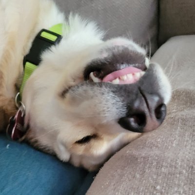 I'm a derpy dog that enjoys the pampered life of walks, tricks, and the couch!