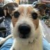 Henry Island (@frankdgrwhippet) Twitter profile photo Henry Island (@frankdgrwhippet) Twitter profile photo