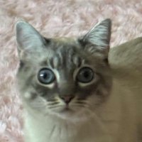 mimi (@meemereemer) 's Twitter Profile Photo mimi (@meemereemer) 's Twitter Profile Photo