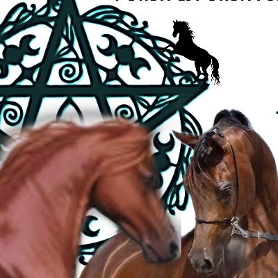 3moonranch's profile picture. Polish & Polish related Arabian horses. 
Using non-abusive training methods. Foundation training for myself include:  Apprentice  Richard Shrake level III