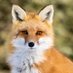 Maxi Fuchs (@fuchs_maxi) Twitter profile photo Maxi Fuchs (@fuchs_maxi) Twitter profile photo