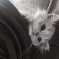 ぜのりあ (@liacha_cod) 's Twitter Profile
