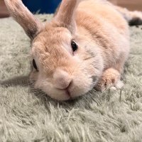 ジュリー (@jckt4fkvcc) 's Twitter Profile