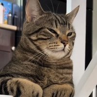 Lukas (@fliqsat) 's Twitter Profile