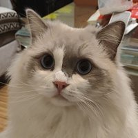 ppopp (@pipposong) 's Twitter Profile