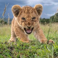 simba makamure (@smakamure) 's Twitter Profile