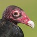 Cathartes aurafarmer (@buzzardforceone) Twitter profile photo Cathartes aurafarmer (@buzzardforceone) Twitter profile photo