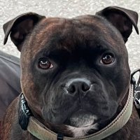 Elaine H (@hoffdogg1111) 's Twitter Profile