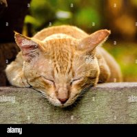 Tigerman (@abcmonster59873) 's Twitter Profile Photo Tigerman (@abcmonster59873) 's Twitter Profile Photo
