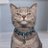 catonachain's profile image