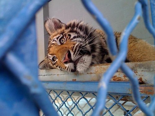 1927Yankees's profile picture. Follower of Jesus, the Memphis Tigers, and the NY Yankees