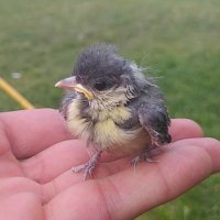 ✌️TEVGER☀️🕊️ (@davutguler16) 's Twitter Profile