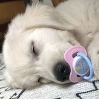ɴᴀʙᴜ 🥚❄️ (@n4buky) 's Twitter Profile Photo ɴᴀʙᴜ 🥚❄️ (@n4buky) 's Twitter Profile Photo