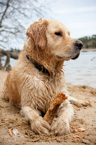 Getting Cape Cod's most sandiest, saltiest dogs together to socialize and play!