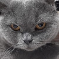 Halil İbrahim Yavuz (@zvymiharbililah) Twitter profile photo