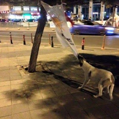 aykanatasli's profile picture. just say lol and move on 🥂💅🏻💋💖✨💄🍸🛍👷🏻‍♀️